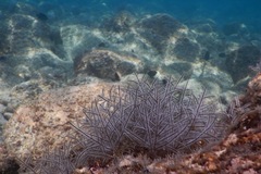 Macrorhynchia philippina