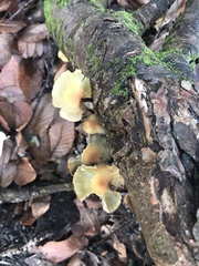Hypholoma subviride
