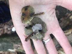 Hypholoma subviride