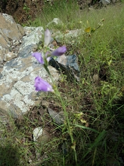 Penstemon pseudoputus