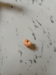 Leucinodes orbonalis