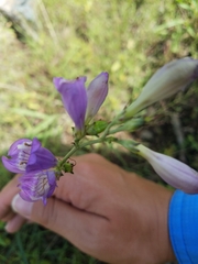 Penstemon pseudoputus