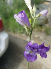 Penstemon pseudoputus