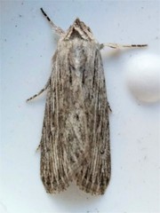 Catabena lineolata