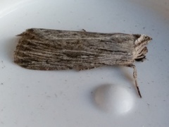 Catabena lineolata