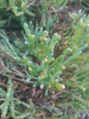 Arthroceras subterminale