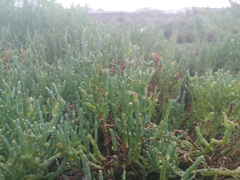 Arthroceras subterminale