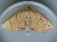 Eulithis gracilineata