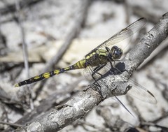 Orthetrum boumiera