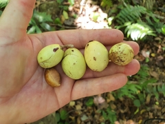 Palaquium galactoxylum