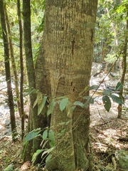 Palaquium galactoxylum