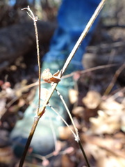Lespedeza frutescens
