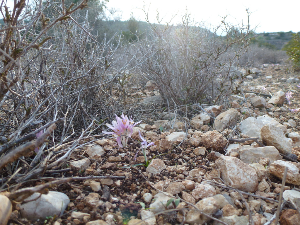 Colchicum stevenii, Haifa, Israel