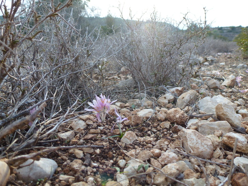 Colchicum stevenii