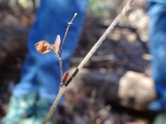 Lespedeza frutescens