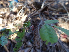 Lespedeza frutescens
