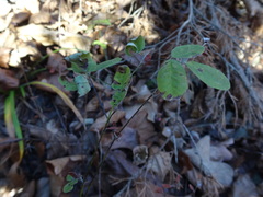Lespedeza frutescens