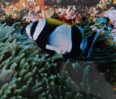 Amphiprion latezonatus