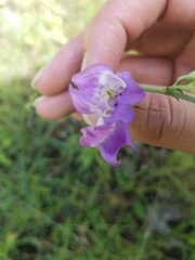 Penstemon pseudoputus
