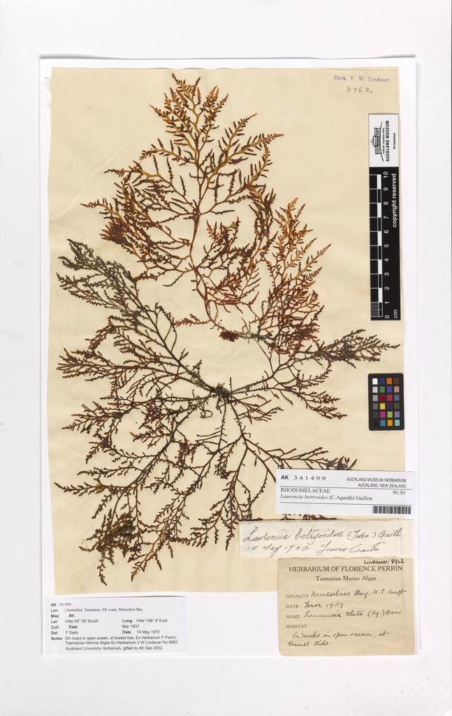 Laurencia botryoides