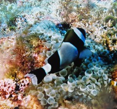Amphiprion latezonatus