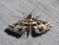 Diasemiopsis leodocusalis