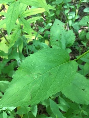 Eurybia furcata