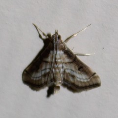 Marasmia cochrusalis