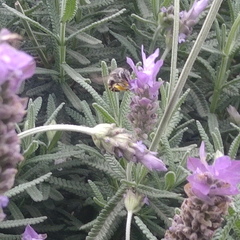 Anthophora marginata