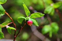 Vaccinium alaskaense