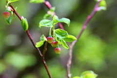 Vaccinium alaskaense