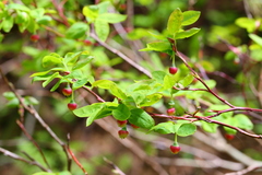 Vaccinium alaskaense