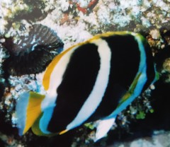 Chaetodon tricinctus
