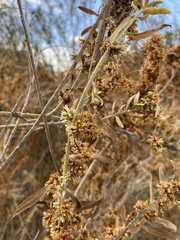 Cuscuta subinclusa