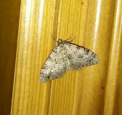 Nebula ibericata