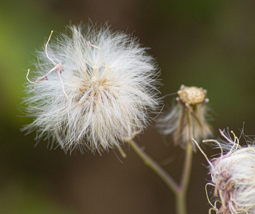 Red Tasselflower