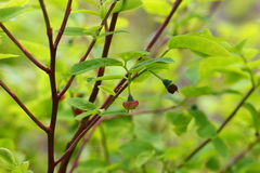Vaccinium alaskaense