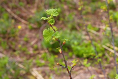 Ribes acerifolium