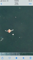 Gastropteron pacificum