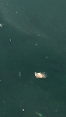 Gastropteron pacificum