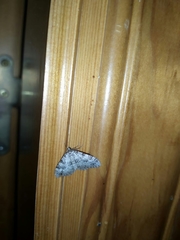 Nebula ibericata