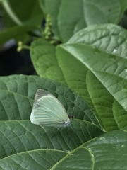 Leptophobia