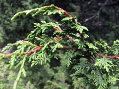 Juniperus monticola monticola