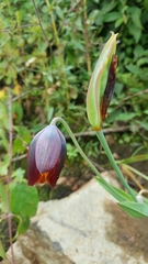 Calochortus purpureus