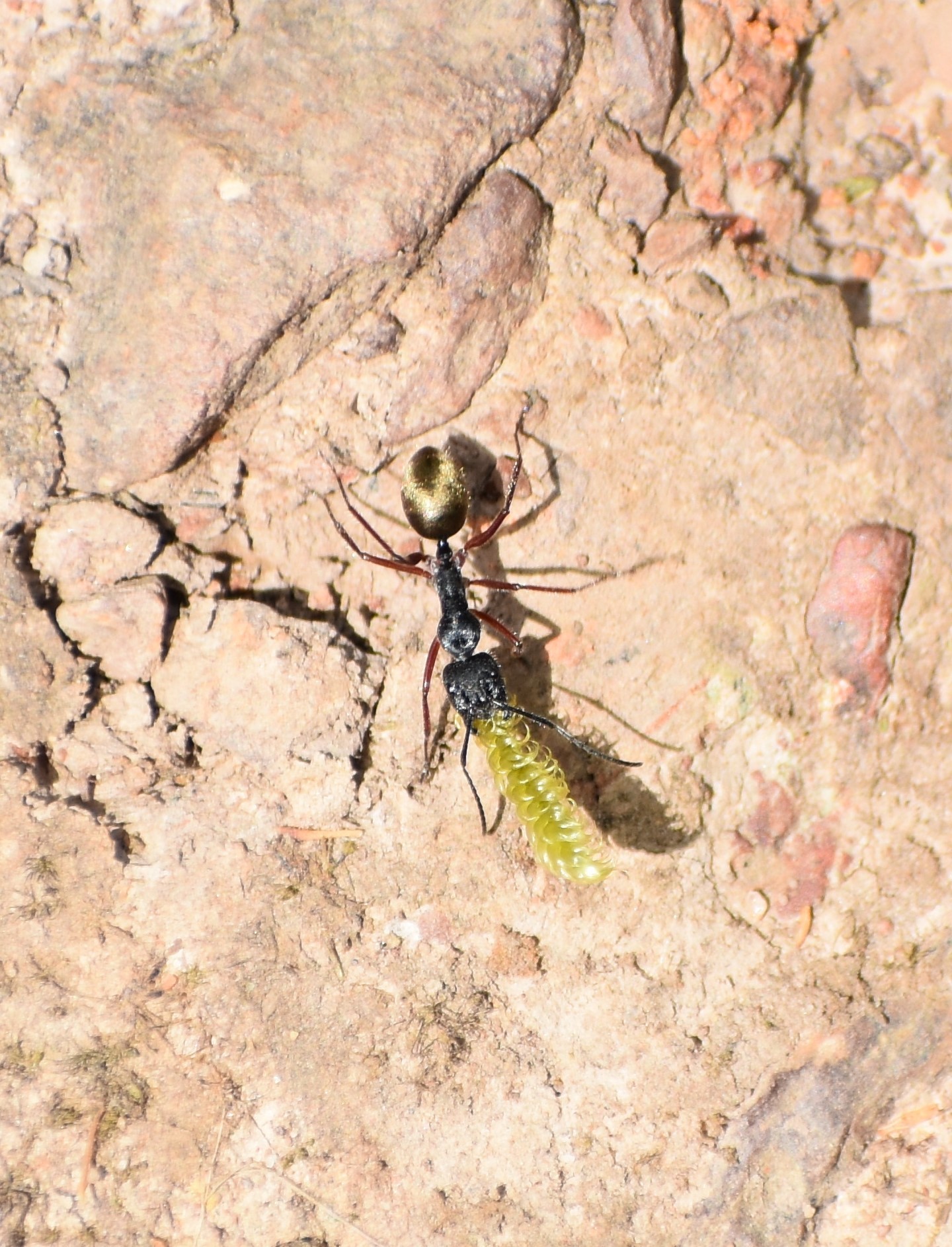 Camponotus suffusus bendigensis