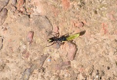 Camponotus suffusus bendigensis