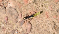 Camponotus suffusus bendigensis