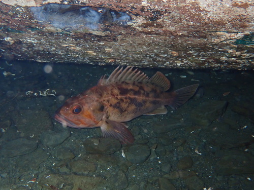 Brown Rockfish
