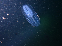 Bolinopsis microptera