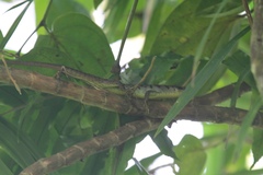 Emoia samoensis